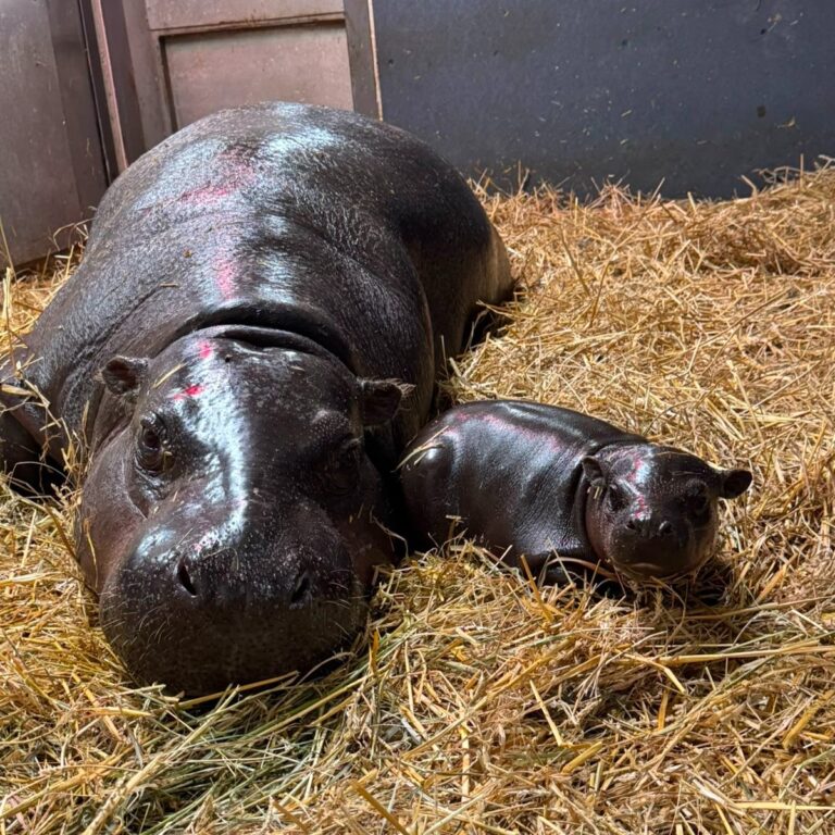 New baby hippo Maple born at Toronto Zoo